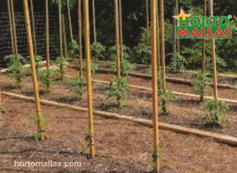 reasons for staking plants|5 Reasons You Should Consider Staking Plants .